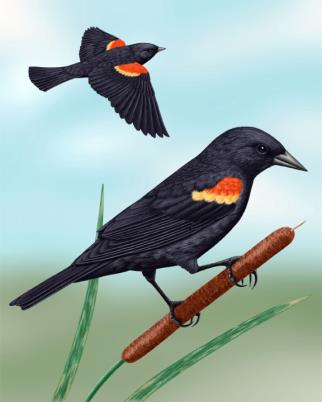 Images of Red-winged Blackbird | 322x402
