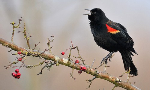 Images of Red-winged Blackbird | 500x300