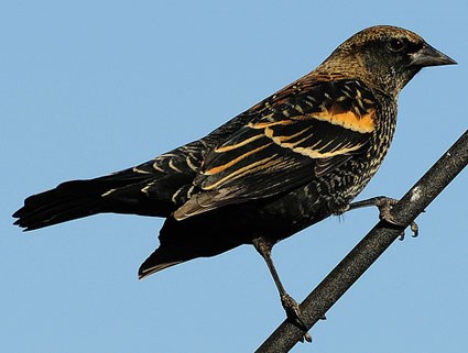 Red-winged Blackbird High Quality Background on Wallpapers Vista