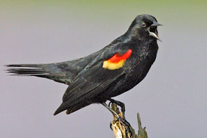 Red-winged Blackbird #7
