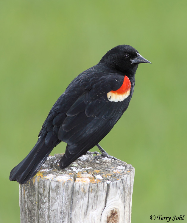 Red-winged Blackbird #3