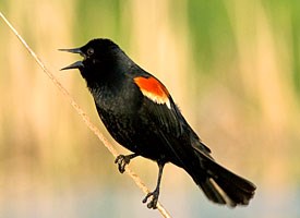 Red-winged Blackbird #13