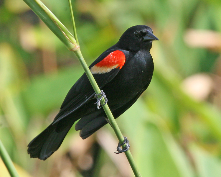 Red-winged Blackbird #1