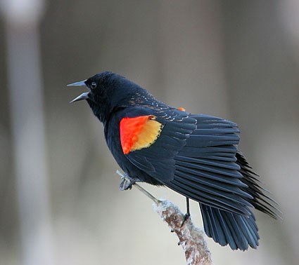 Red-winged Blackbird High Quality Background on Wallpapers Vista
