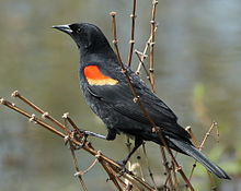 Red-winged Blackbird #12