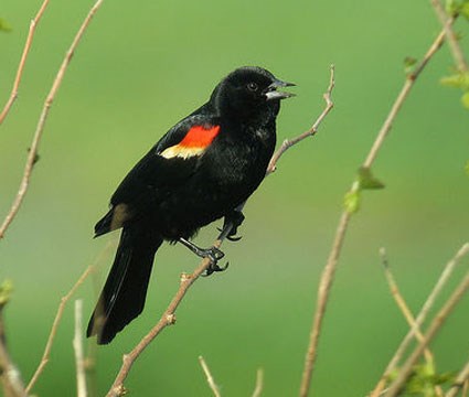 Nice Images Collection: Red-winged Blackbird Desktop Wallpapers