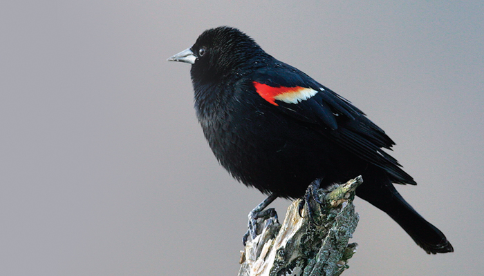 Red-winged Blackbird Backgrounds, Compatible - PC, Mobile, Gadgets| 700x400 px