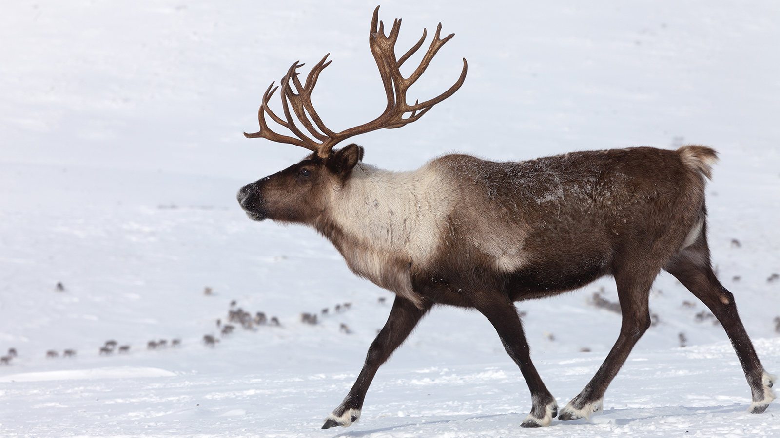 Nice Images Collection: Reindeer Desktop Wallpapers