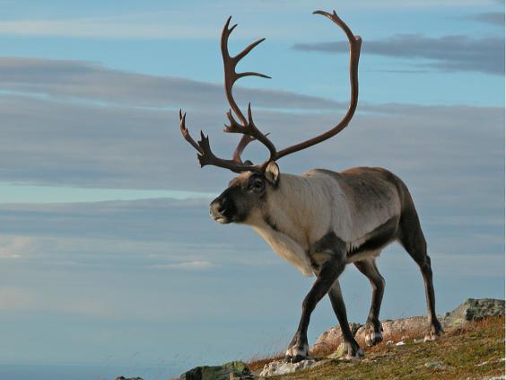 Amazing Reindeer Pictures & Backgrounds