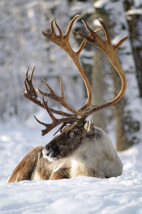 Images of Reindeer | 465x700
