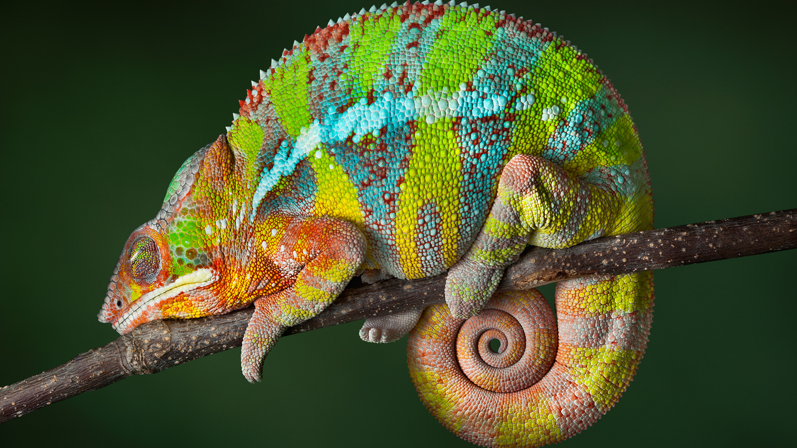 Nice Images Collection: Reptile Desktop Wallpapers