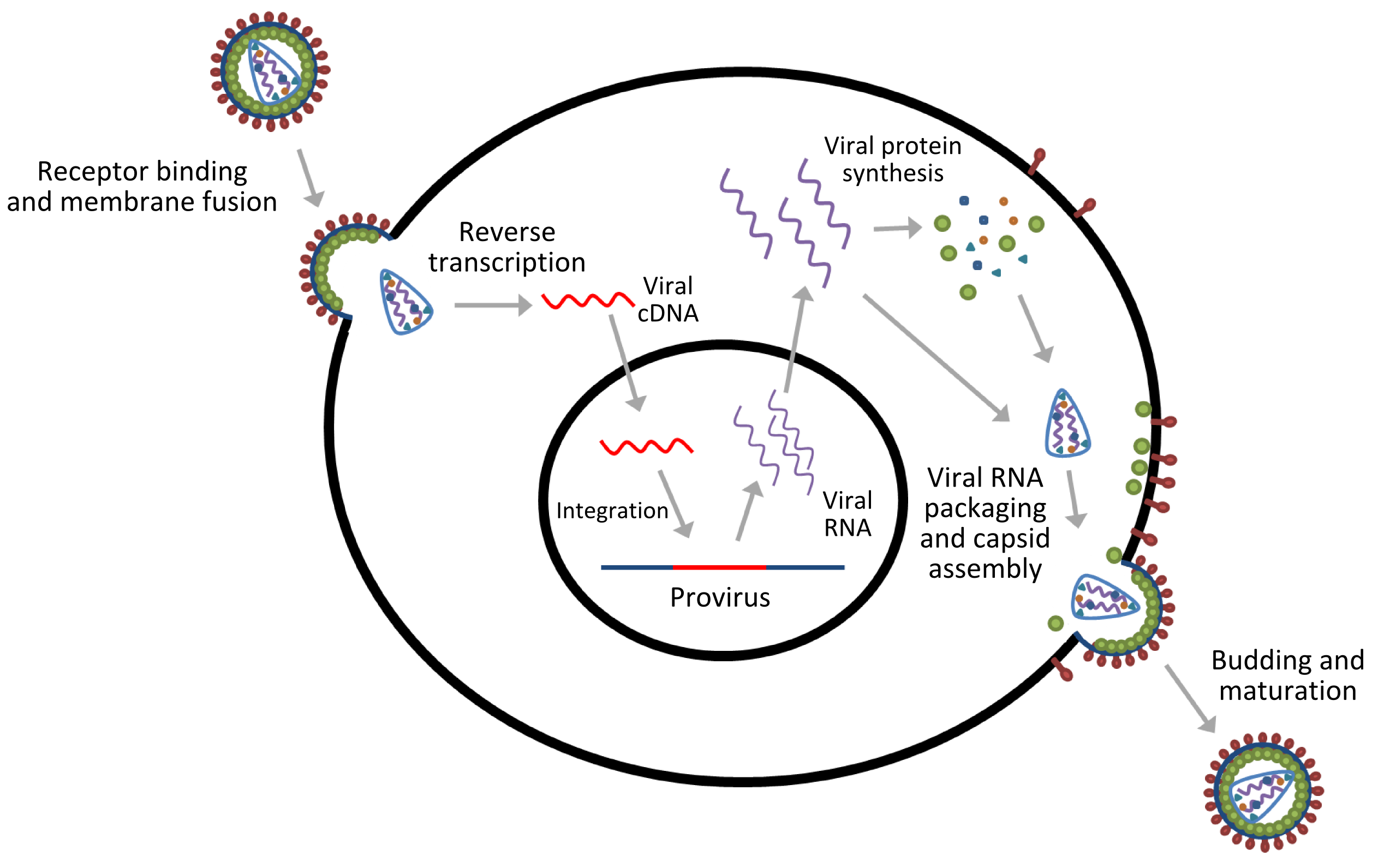 Жизненный цикл РНК вируса схема. Ретровирусы жизненный цикл. Ретровирус лентивирус. Репликация РНК вирусов схема.