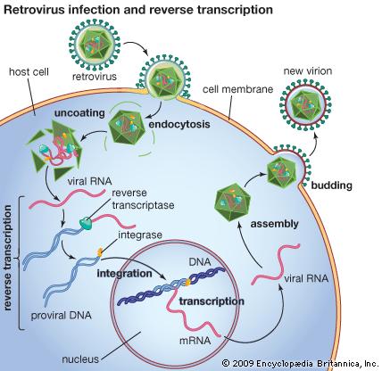 Amazing Retrovirus Pictures & Backgrounds