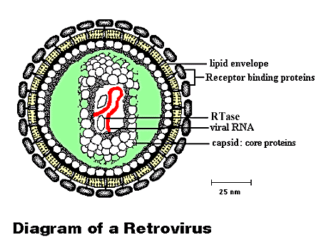 Retrovirus #10