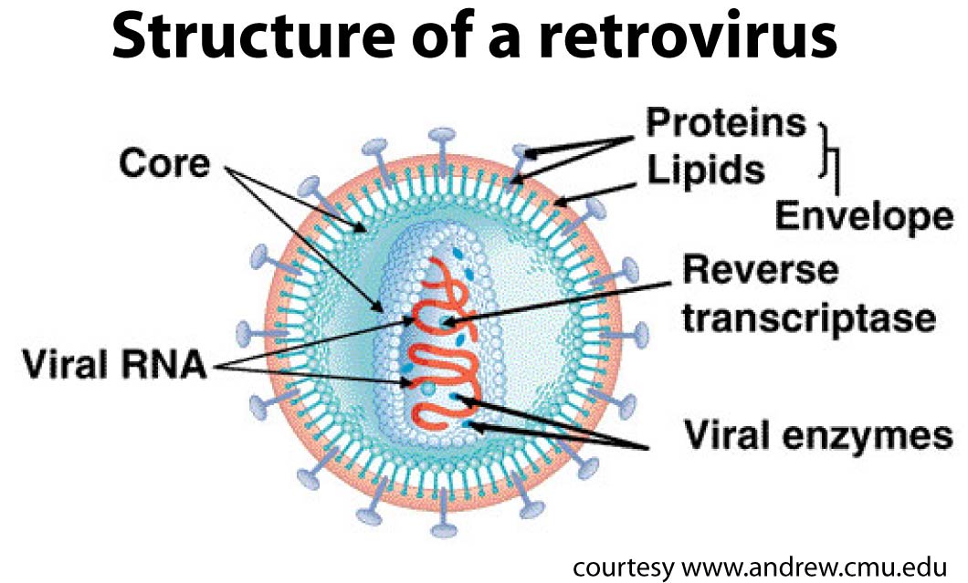 Images of Retrovirus | 1060x639