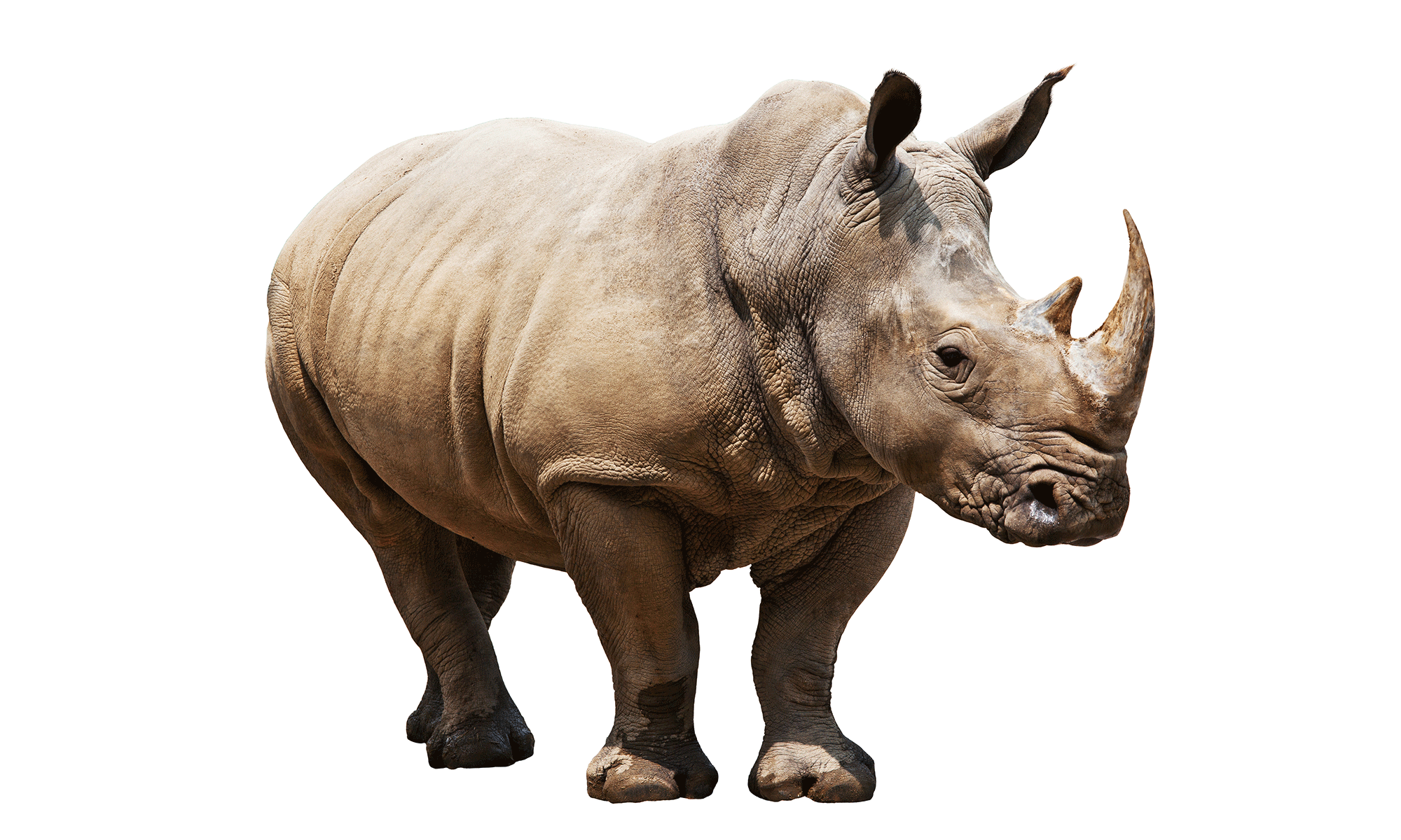 Rhino High Quality Background on Wallpapers Vista