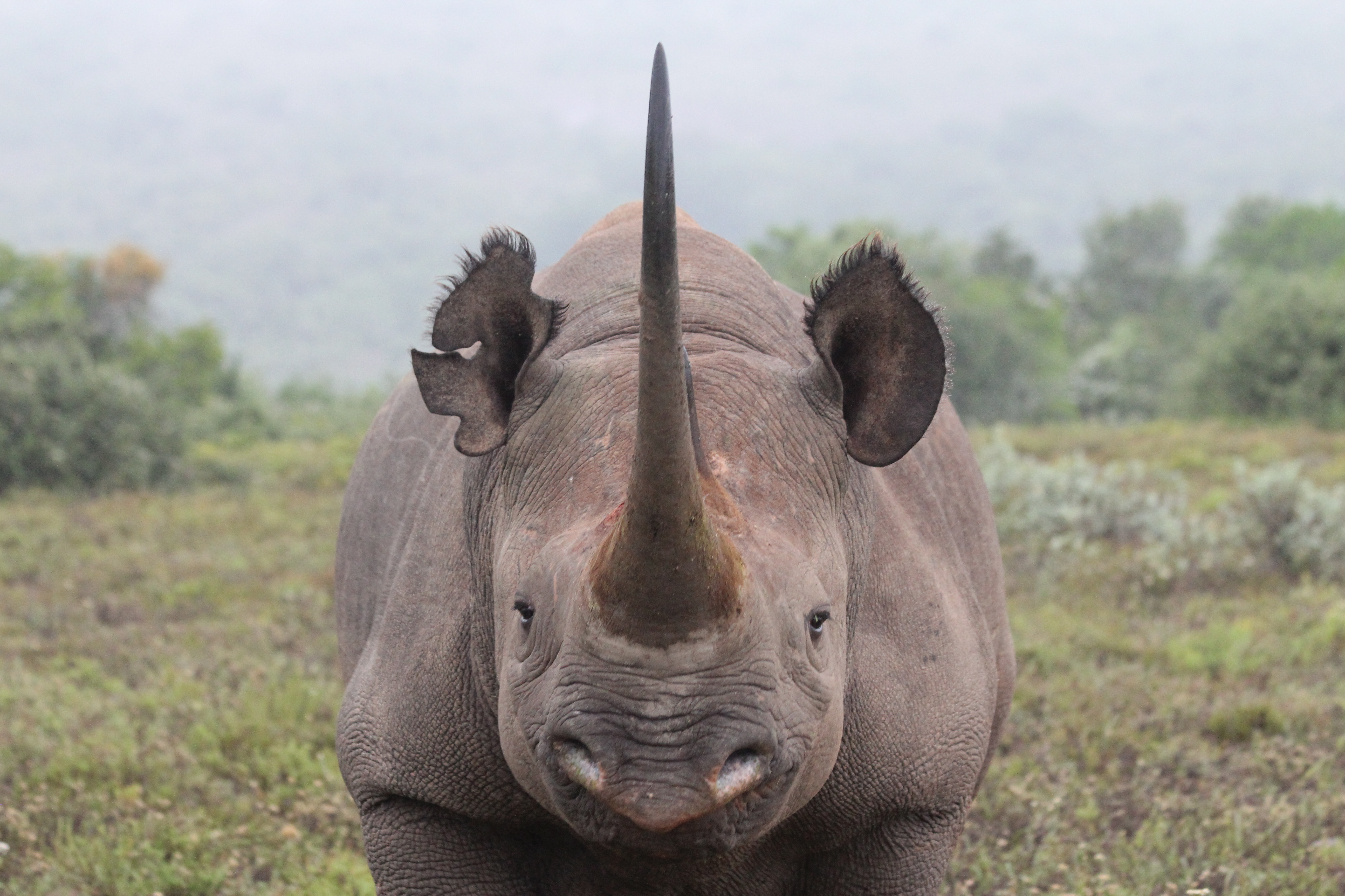 Rhino #9
