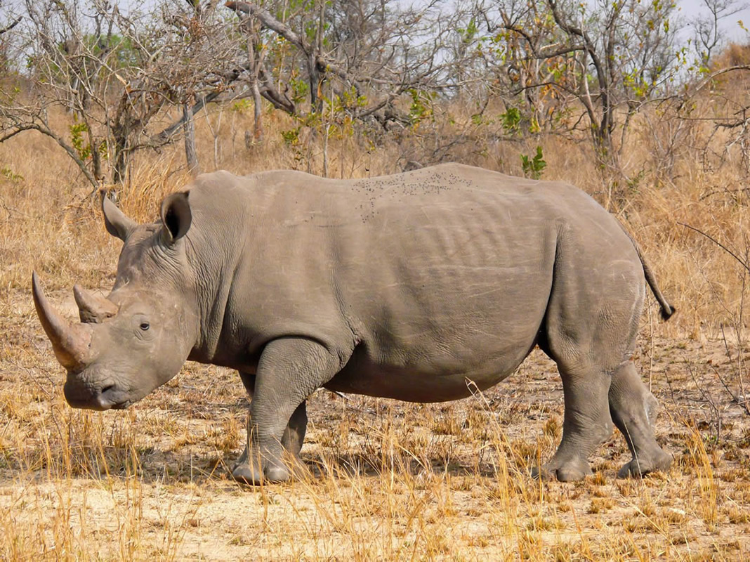 Rhino #8