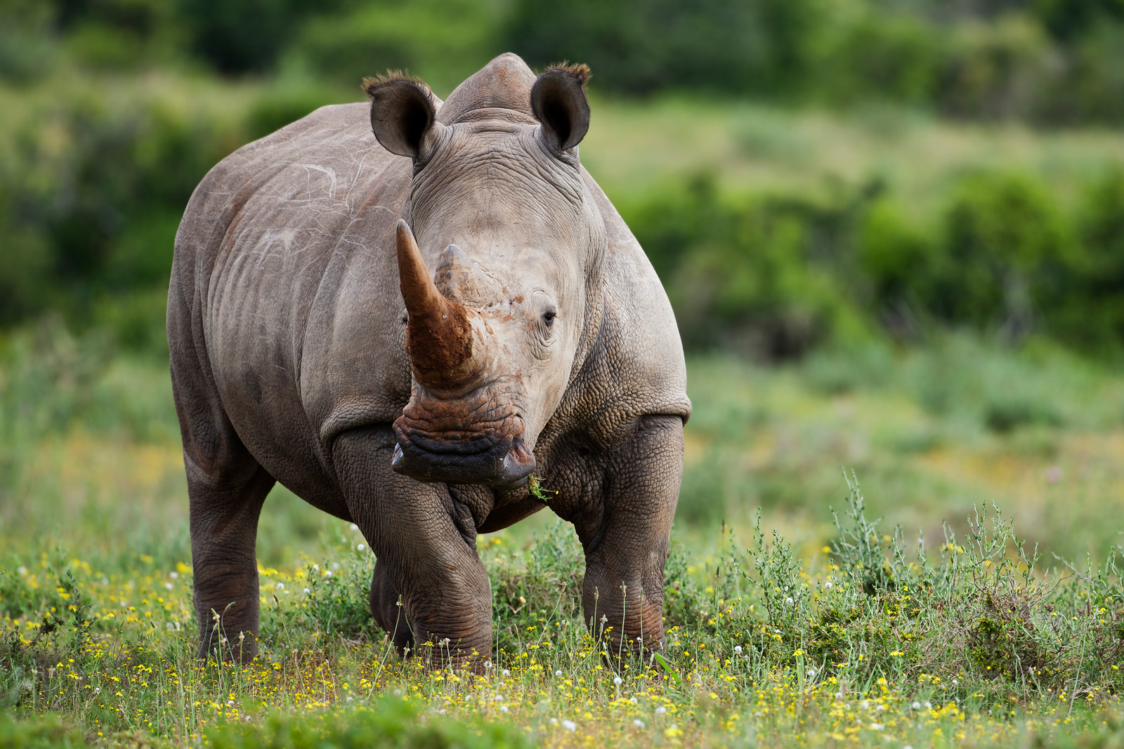 Rhino Pics, Animal Collection