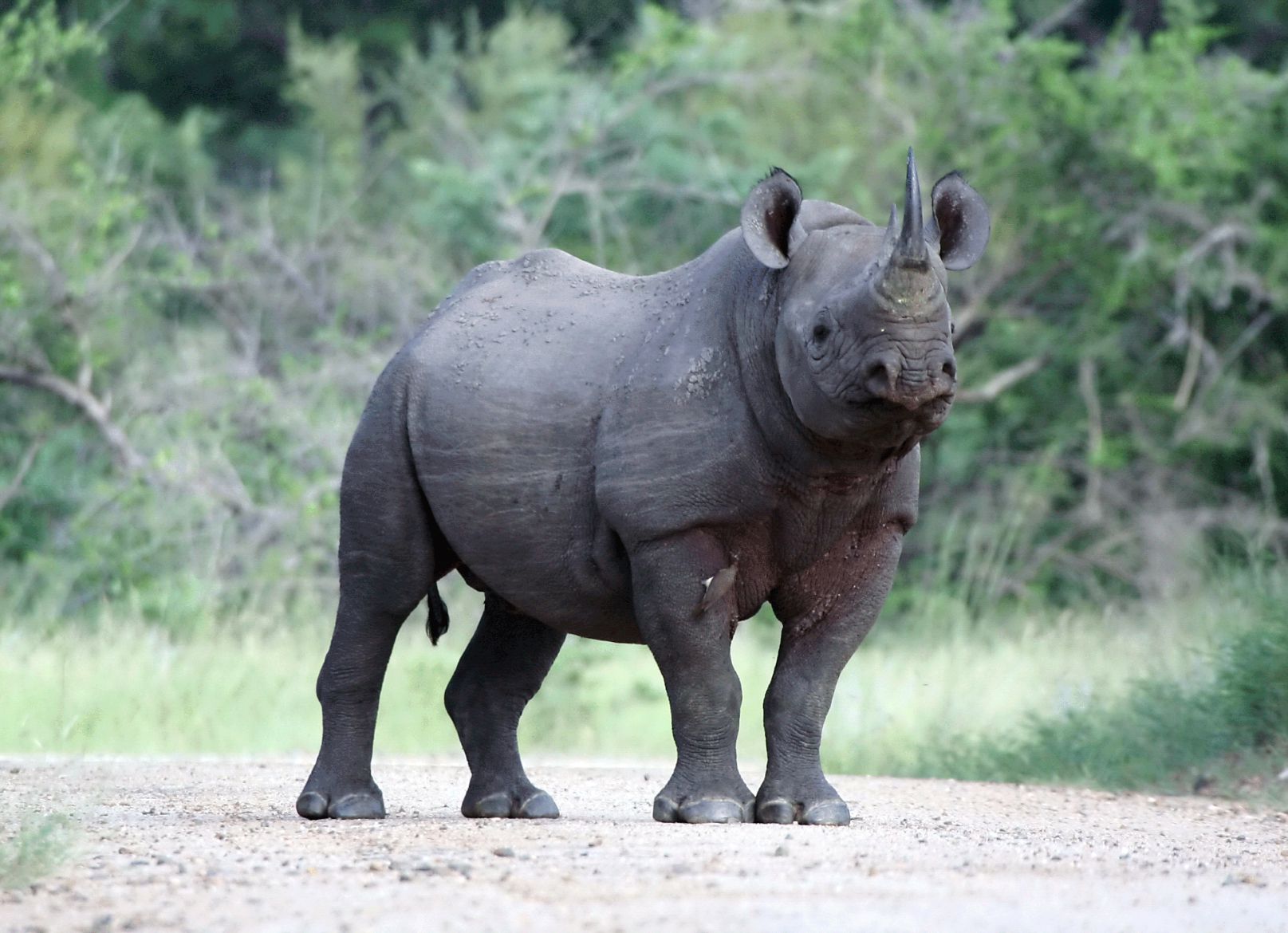 Rhino #3