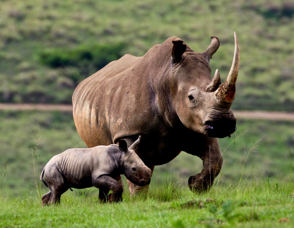 Rhino #15