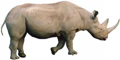 Rhino #11