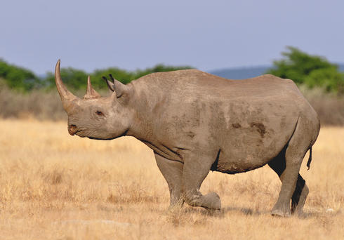 Rhino #14