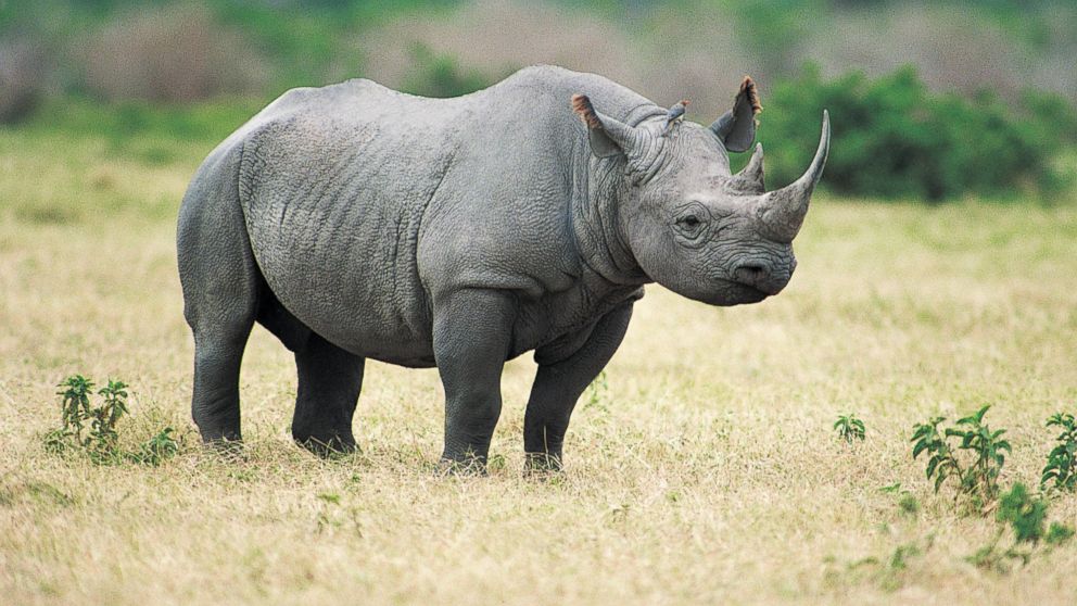 Rhino #19