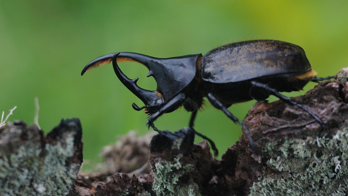 Rhinoceros Beetle High Quality Background on Wallpapers Vista