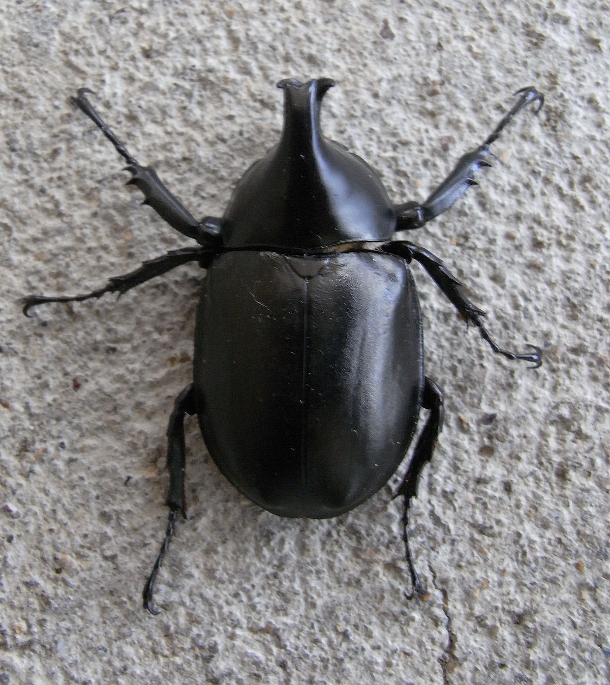 Rhinoceros Beetle #5