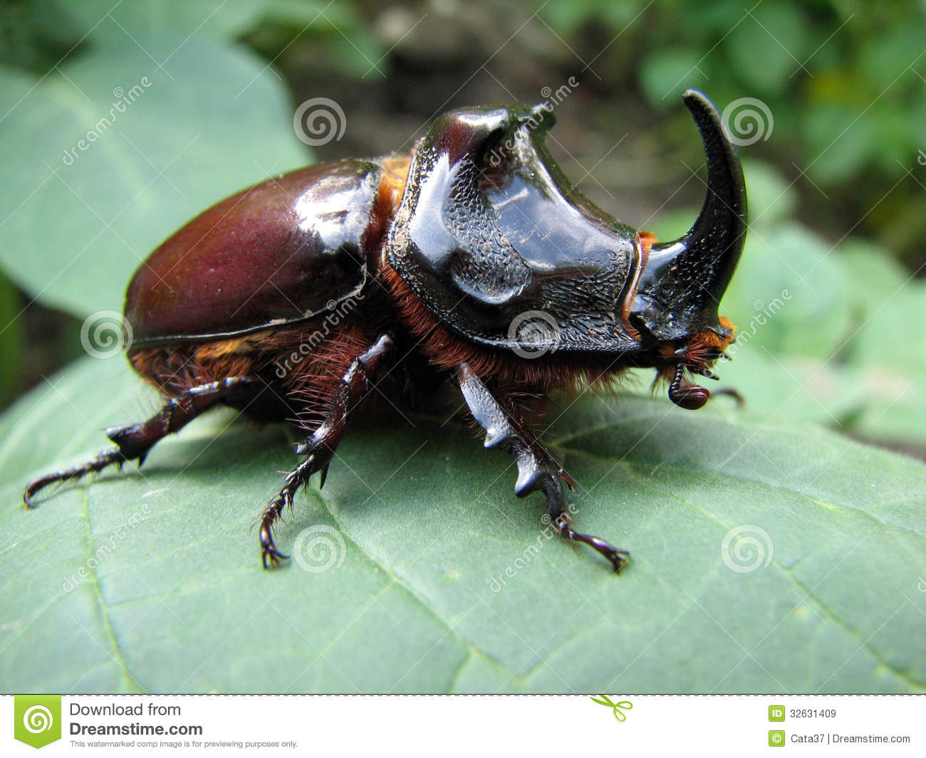Rhinoceros Beetle #6