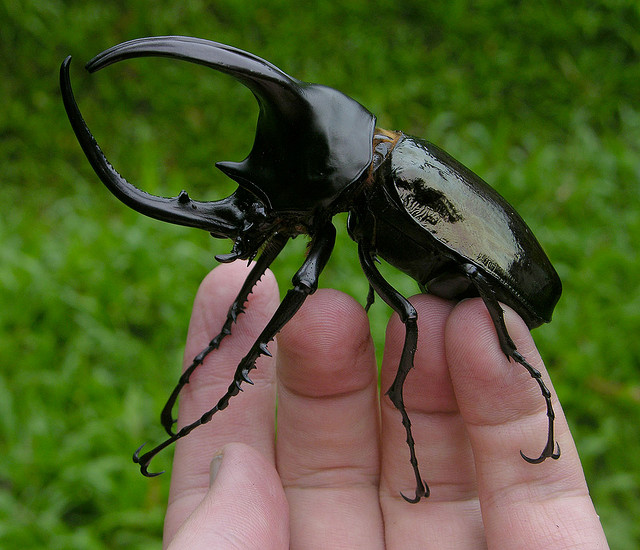 Rhinoceros Beetle #21