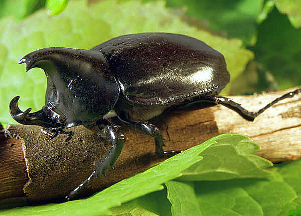Rhinoceros Beetle #24