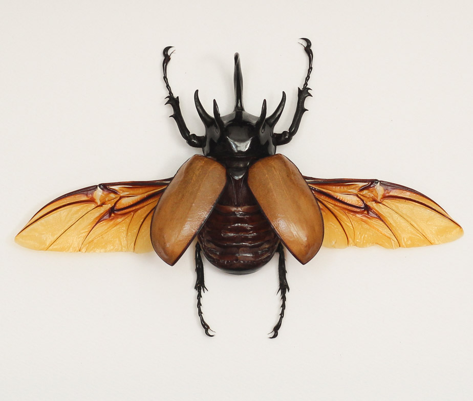 HQ Rhinoceros Beetle Wallpapers | File 116.15Kb