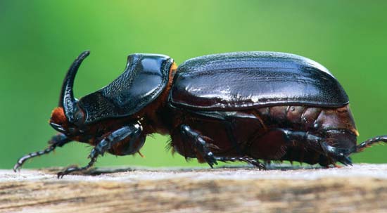 Rhinoceros Beetle #11