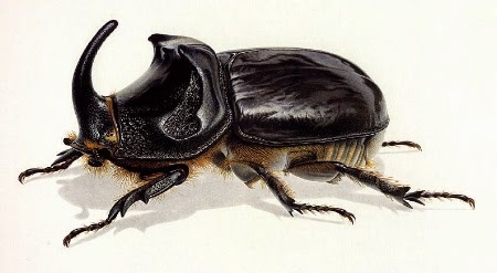 Rhinoceros Beetle #12