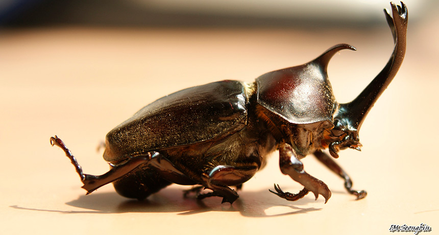 Rhinoceros Beetle #16