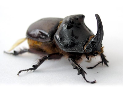 Rhinoceros Beetle #25