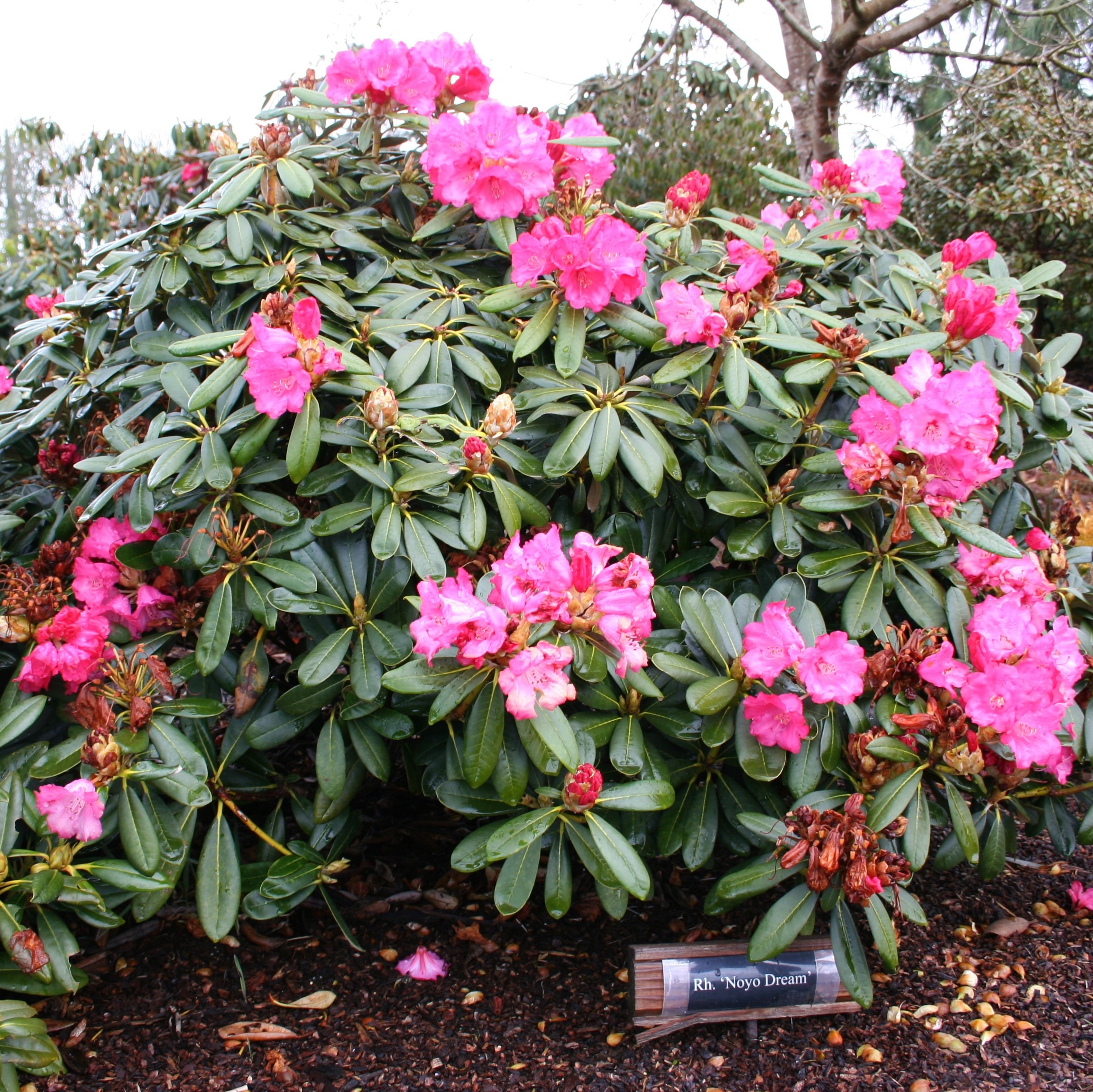 Rhododendron #18