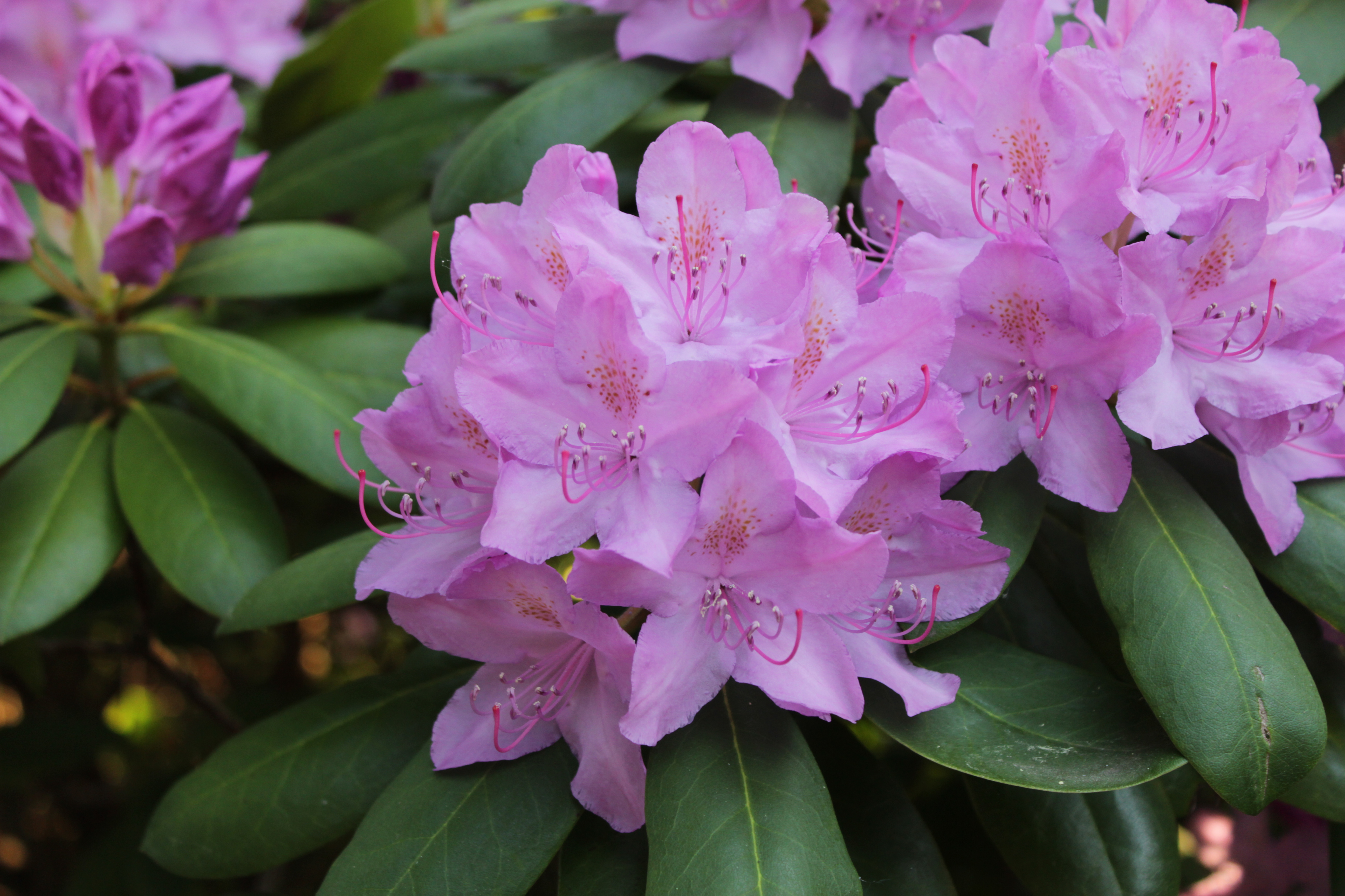 Rhododendron Backgrounds, Compatible - PC, Mobile, Gadgets| 5184x3456 px