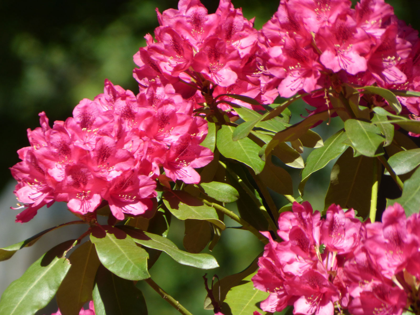 HQ Rhododendron Wallpapers | File 334.3Kb