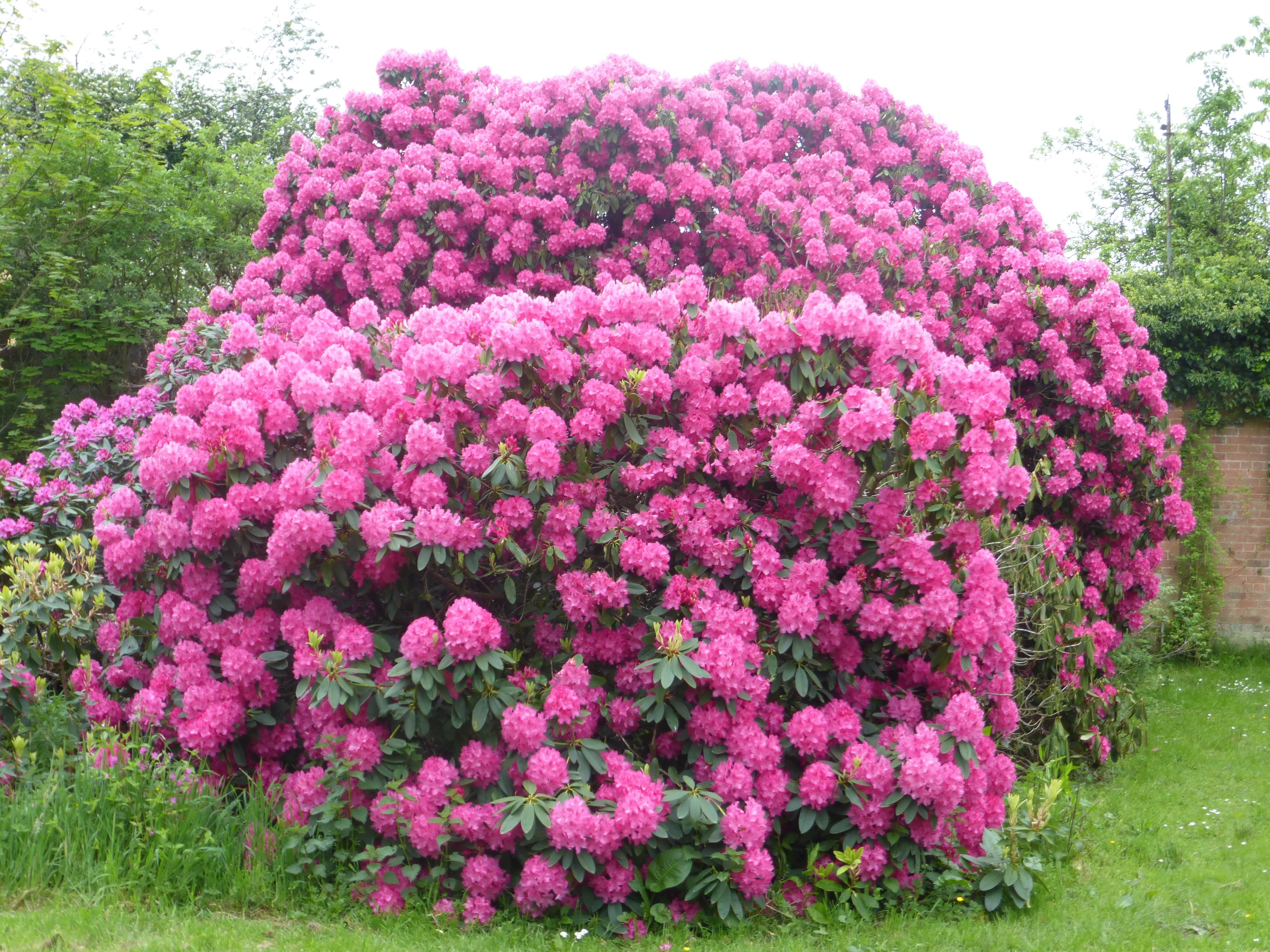 Rhododendron #15