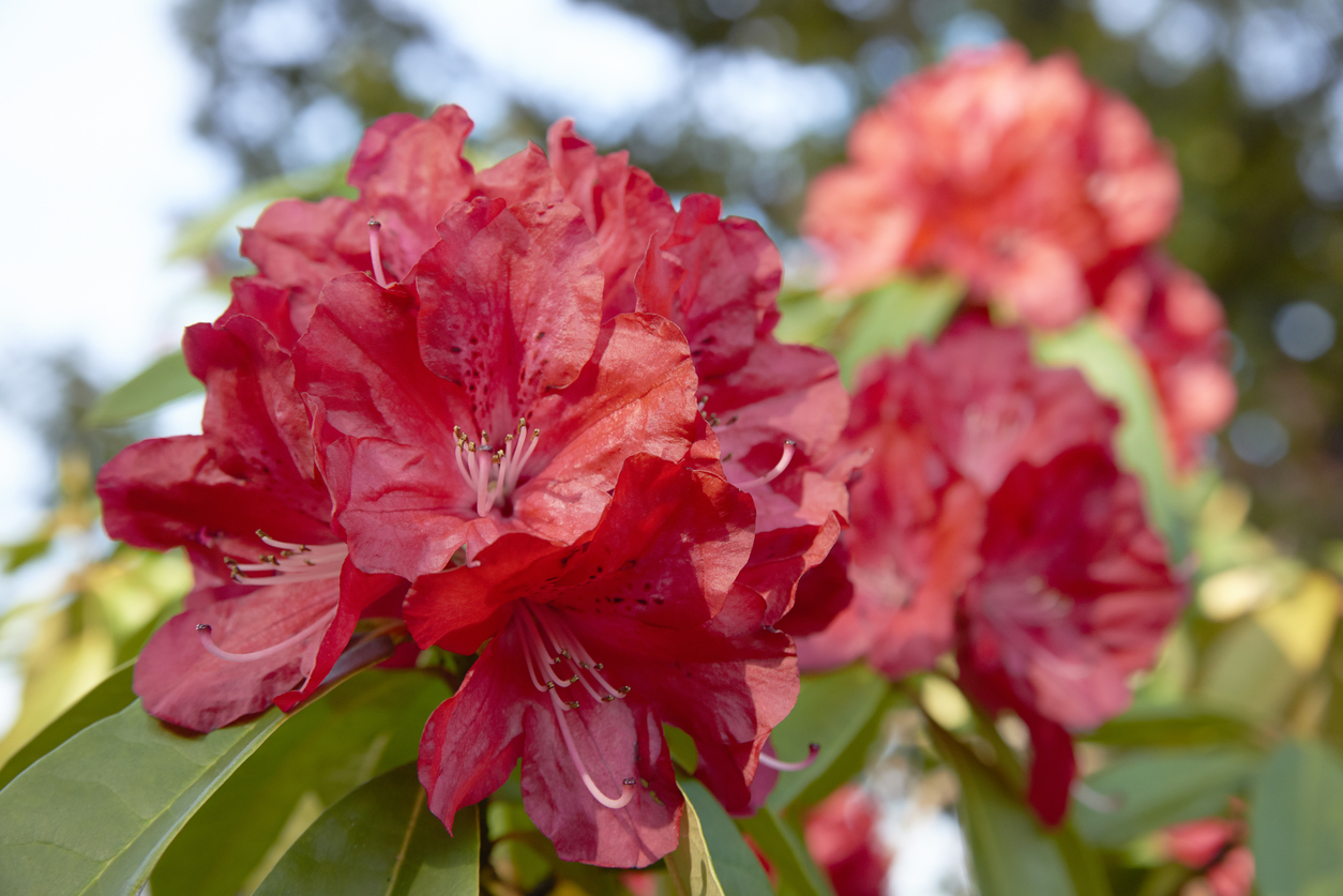 Rhododendron #21