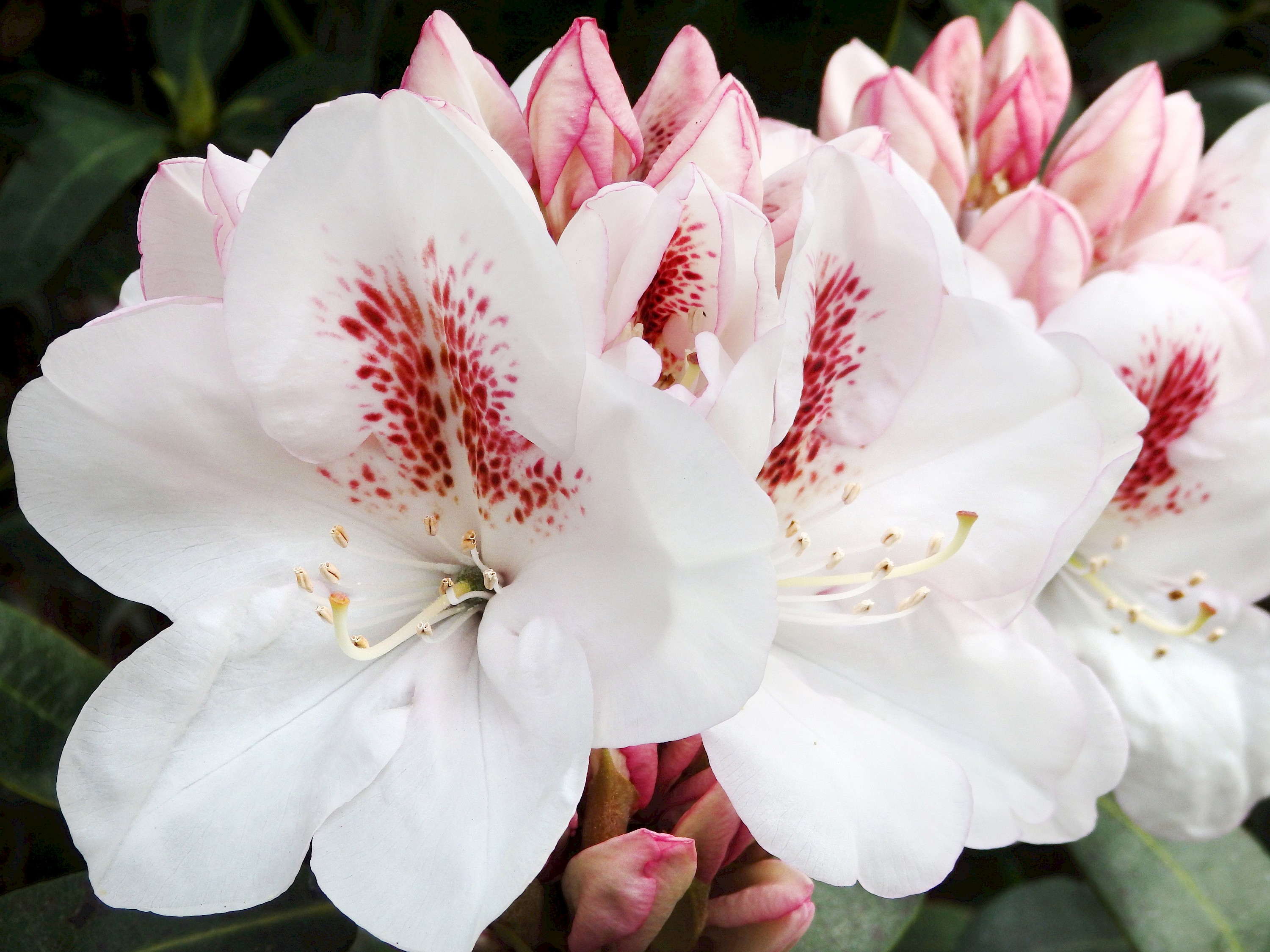 Rhododendron Backgrounds, Compatible - PC, Mobile, Gadgets| 3000x2250 px