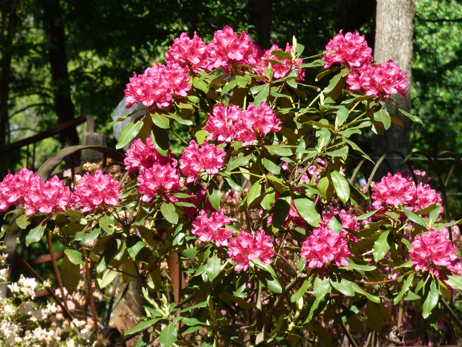 Rhododendron Backgrounds on Wallpapers Vista