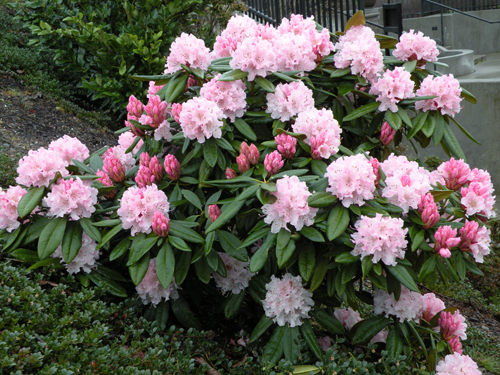 Amazing Rhododendron Pictures & Backgrounds