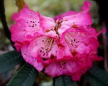 Nice wallpapers Rhododendron 220x176px