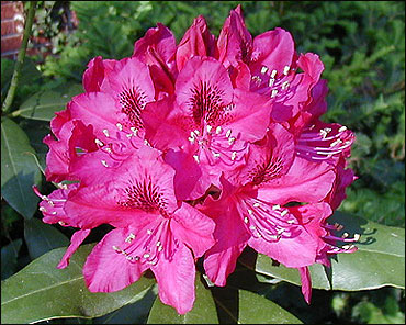 Rhododendron #9