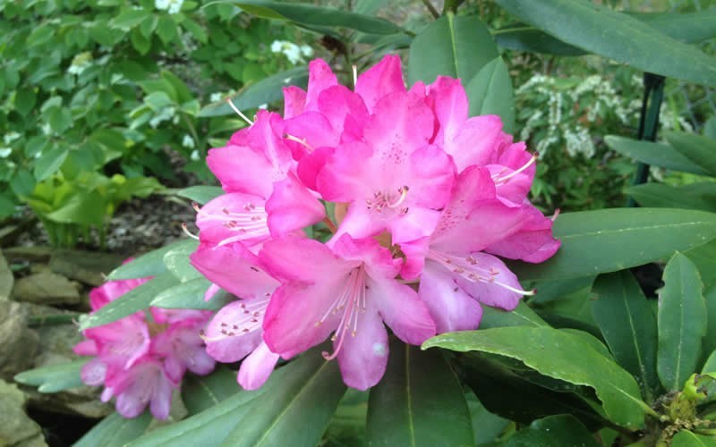 Nice Images Collection: Rhododendron Desktop Wallpapers