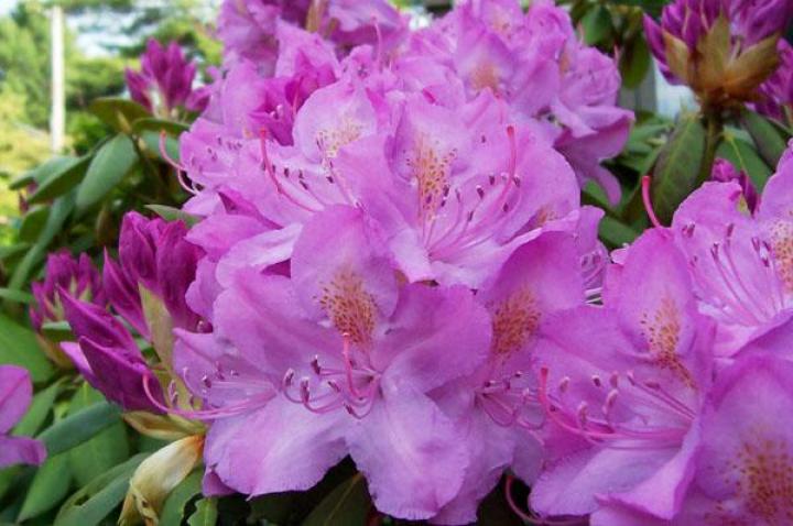 Rhododendron #14